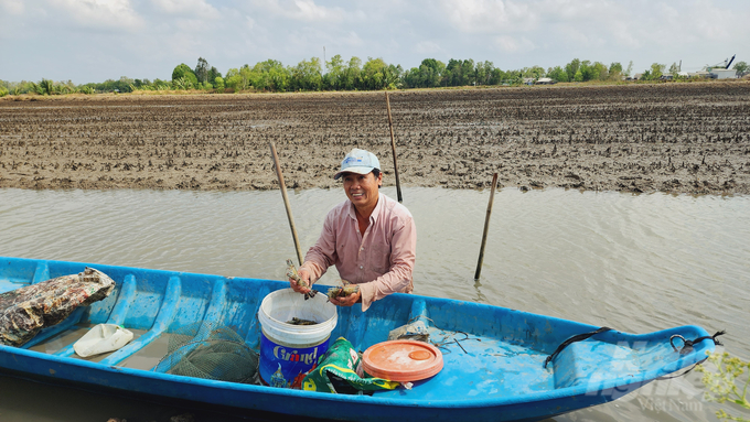 Mô hình tôm lúa thích ứng tốt với bối cảnh xâm nhập mặn, đang phát triển khá mạnh tại các địa phương ven biển vùng ĐBSCL. Ảnh: Kim Anh.