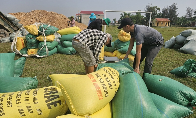 Tổng Công ty Sông Gianh mua lúa tươi tại ruộng với giá cao, nông dân có lãi 20 - 25 triệu đồng/ha. Ảnh: T. Phùng.