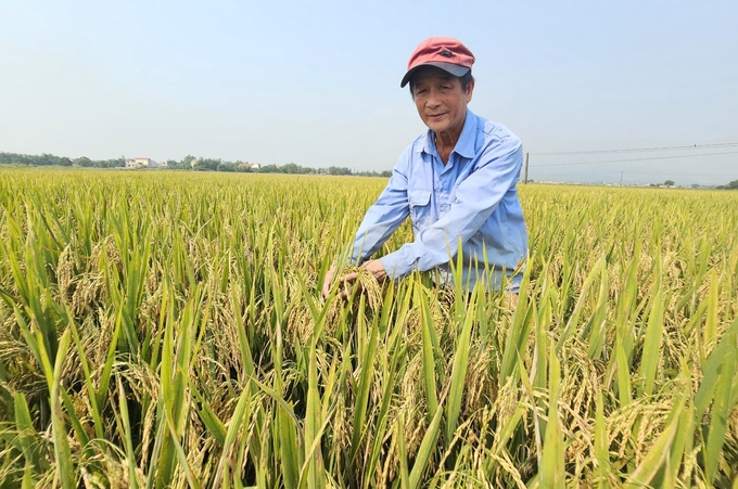 Năng suất lúa gieo sạ cụm, canh tác hữu cơ tại mô hình cao hơn hẳn so với sản xuất truyền thống. Ảnh: T. Phùng.