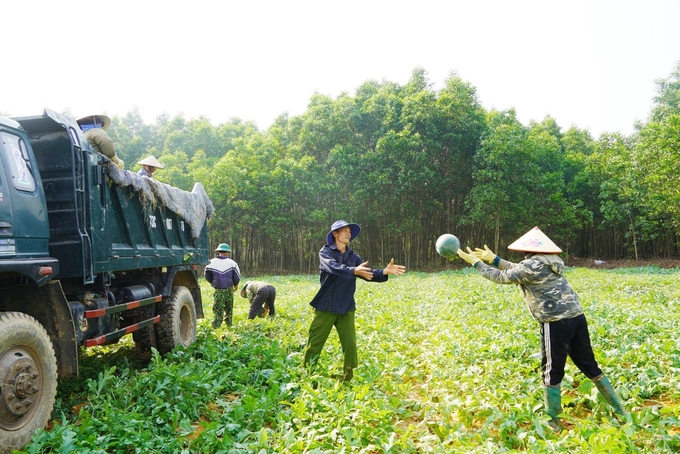 Nông dân thị trấn Nông trường Việt Trung thu hoạch dưa hấu trong niềm vui được giá. Ảnh: T. Đức.