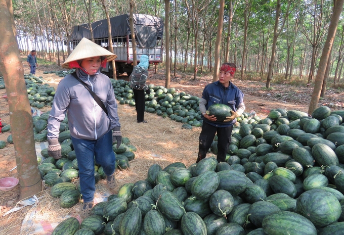 Dưa hấu được thương lái mua tại ruộng với giá cao nên bà con có lãi lớn hơn những năm trước. Ảnh: T. Đức.