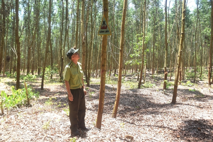 Biển cấm lửa trong khu rừng trồng gỗ lớn của Công ty TNHH Lâm nghiệp Sông Kôn (Bình Định) trồng tại huyện Tây Sơn. Ảnh: