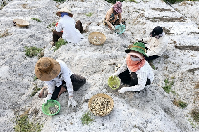 Củ ném Hải Lăng. Ảnh: Vũ Quang. 