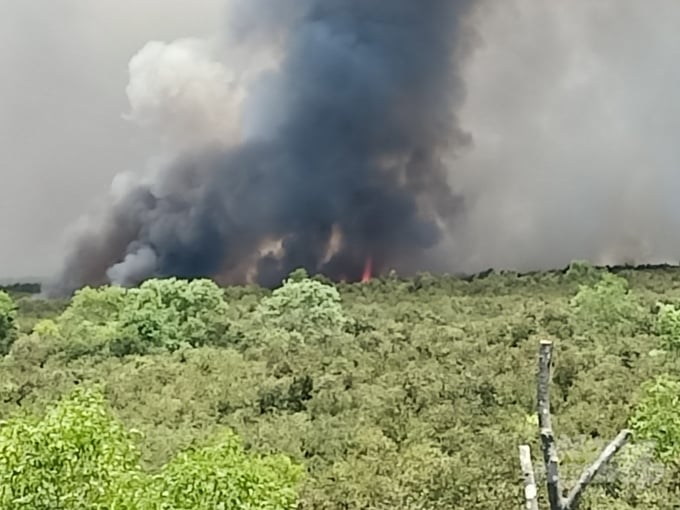Vụ cháy rừng tràm sản xuất Rọc Xây có diện tích khoảng 400 ha tại xã Vĩnh Phú, huyện Giang Thành, do Sư đoàn 330 quản lý bùng phát từ trưa ngày 28/4, hiện vẫn chưa được khống chế. Ảnh: CTV.