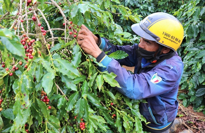 Cây cà phê trên miền đất lửa. Ảnh: Kiên Đồng. 