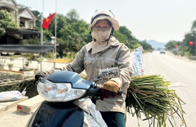 Bà H., một người dân ở xã Sơn Kim 1, huyện Hương Sơn tranh thủ gửi 2 cháu nội ở nhà hàng xóm đi cắt thức ăn cho bò. Gia đình thuộc diện khó khăn trong xã, dù mệt nhưng bà H. vẫn phải cố gắng chăm đàn bò và mấy con lợn để tới đây bán lấy tiền nộp tiền học cho các cháu.