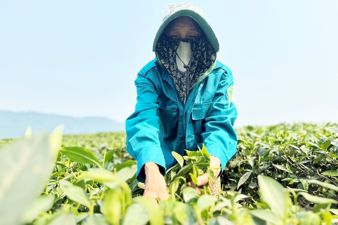 'Từ 4h sáng tôi đã dậy ra đồi hái chè, làm việc đến khoảng 8h tôi về nhà. Thời tiết này chỉ làm việc được ít giờ buổi sáng, còn buổi chiều nhiệt độ tăng cao ở trong nhà cũng nóng hầm hập', bà Nguyễn Thị Thương, trú xã Sơn Kim 2 nói.