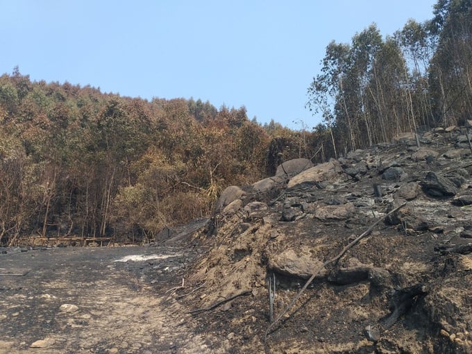 Hơn 100ha rừng ở huyện Đại Lộc (Quảng Nam) bị thiệt hại sau vụ cháy xảy ra vào ngày 21/4. Ảnh: K.X.