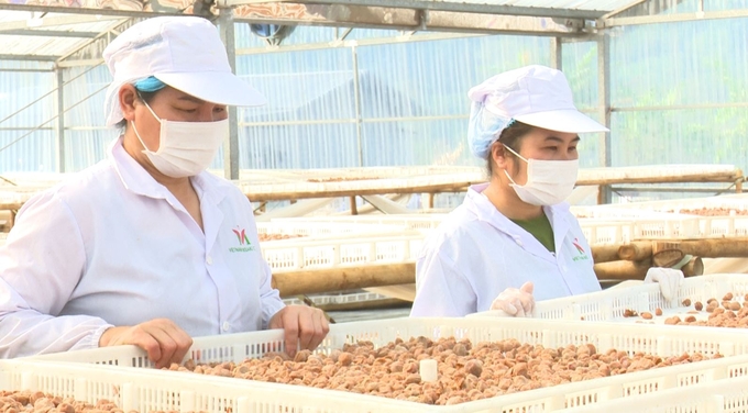 Processing yellow fruit for export to the Japanese market at Thanh Binh Industrial Park. Photo: Ngoc Tu.