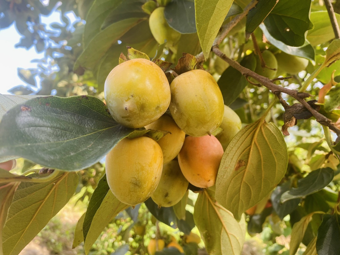 Seedless persimmon is also an endemic plant of Bac Kan province. Photo: Ngoc Tu.