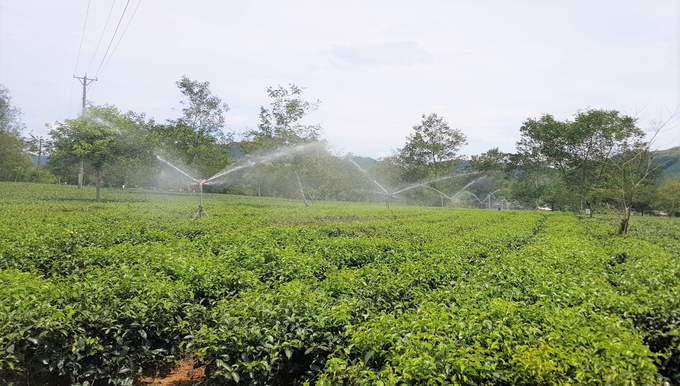 Đối với những người trồng chè ở xã Hương Trà, huyện Hương Khê, công tác chống hạn cho cây trồng tốn kém và vất vả hơn rất nhiều.