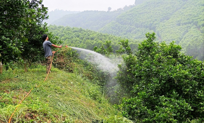 Anh Bảo còn lắp thêm hệ thống súng bắn, lắp đặt hệ thống phun sương nhỏ giọt để tưới chống hạn cho gốc cam. Nước được hút từ khe suối, sau đó trữ vào các bể chứa rồi tưới cho cây.