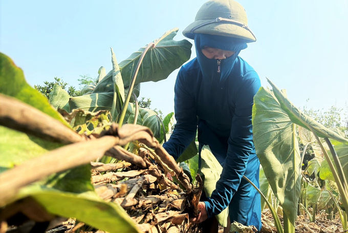 Tại huyện Hương Sơn, một số diện tích khoai môn của gia đình chị Hiền, xã Quang Diệm đã bị khô héo lá do thiếu nước.