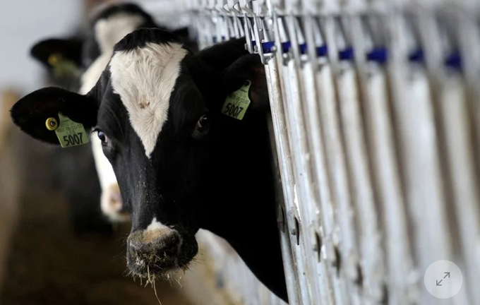 A dairy cow stops to look up while feeding at a dairy farm in Ashland.