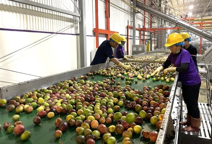 Factories' demand for passion fruit is on the rise. Photo: Tuan Anh.