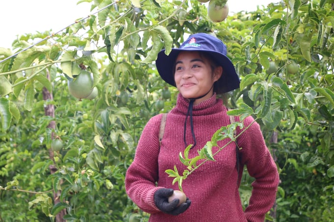 Passion fruit is emerging as a key crop in Gia Lai province, and the Central Highlands region as a whole. Photo: Tuan Anh.