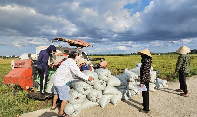 Nông dân Xuân Bồ đang tính toán sản xuất lúa theo hướng hữu cơ để bồi bổ đất và tăng thu nhập. Ảnh: T. Đức.