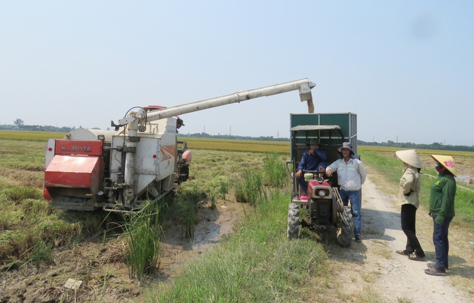 Máy gặt xả thóc vào thùng xe công nông tại ruộng của HTX Xuân Bồ. Ảnh: T. Đức.