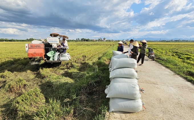 Cánh đồng HTX Xuân Bồ thực hiện làm 2 vụ lúa nhiều năm tại huyện Lệ Thủy. Ảnh: T. Đức.