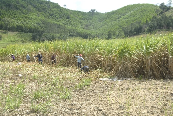 Do nắng nóng quá gay gắt, những diện tích mía thu hoạch muộn trong vùng nguyên liệu Đông Gia Lai bị khô, dẫn tới mất năng suất khoảng 10%. Ảnh: V.Đ.T.