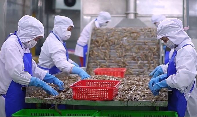 Processing raw shrimp in a factory in the Mekong Delta. Photo: Son Trang.