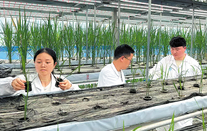 Các nhà nghiên cứu trồng lúa trong dung dịch dinh dưỡng (thủy canh) tại nhà kính ở địa khu Hòa Điền, Tân Cương, Trung Quốc. Ảnh: China Daily.