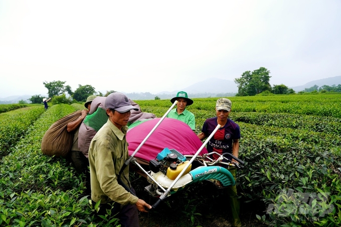 Do diện tích chè trồng theo hướng công nghiệp, nên người dân phải dùng máy để thu hoạch cho kịp thời vụ. 