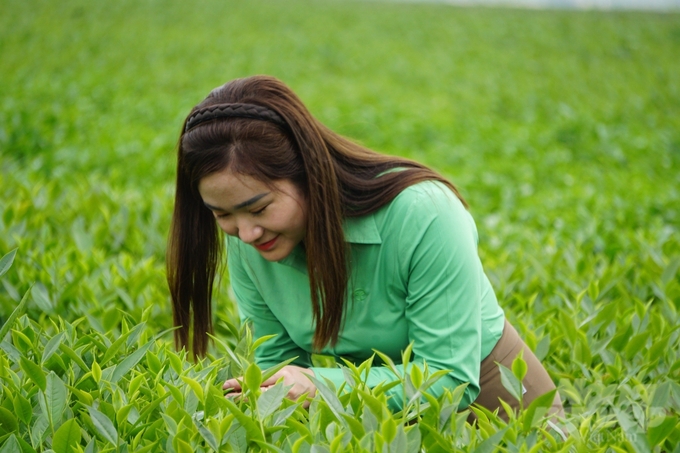 Đồi chè cũng là nơi trải nghiệm của khách du lịch, đặc biệt là giới trẻ. Khi mặt trời hửng nắng cũng là thời điểm cực kỳ lý tưởng để chụp hình check-in cùng những luống chè xanh tươi. 