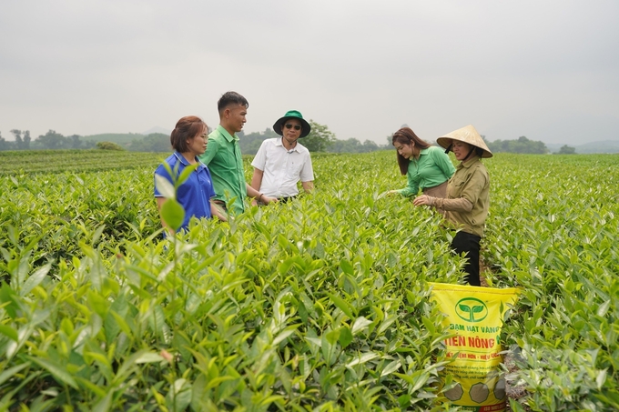 Cán bộ Công ty Tiến Nông (áo xanh) trực tiếp hướng dẫn kỹ thuật chăm sóc chè cho bà con nông dân.
