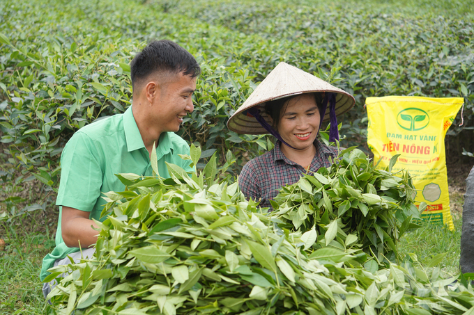 Giá chè đầu năm nay tương đối cao, năng suất ổn định nên người dân có lãi.