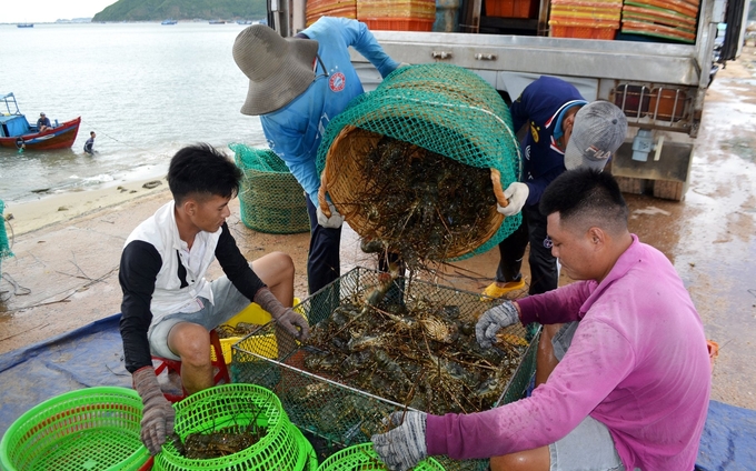 Thu mua tôm hùm trên địa bàn thị xã Sông Cầu, tỉnh Phú Yên. Ảnh: KS.