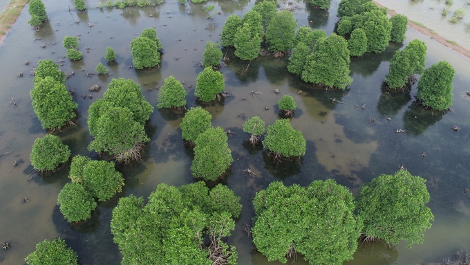 Shrimp raised in mangroves is also related to the forest, which must also comply with EUDR regulations. Photo: Hong Tham.