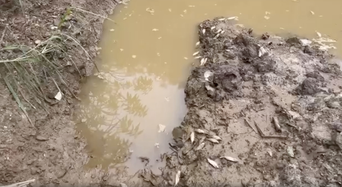 Cá chết hàng loạt tại khu vực ao bên dưới mỏ chỉ - kẽm và khoáng sản vàng đi kèm của Công ty TNHH Quang Thắng Tuyên Quang. Ảnh: Cắt từ clip người dân cung cấp.