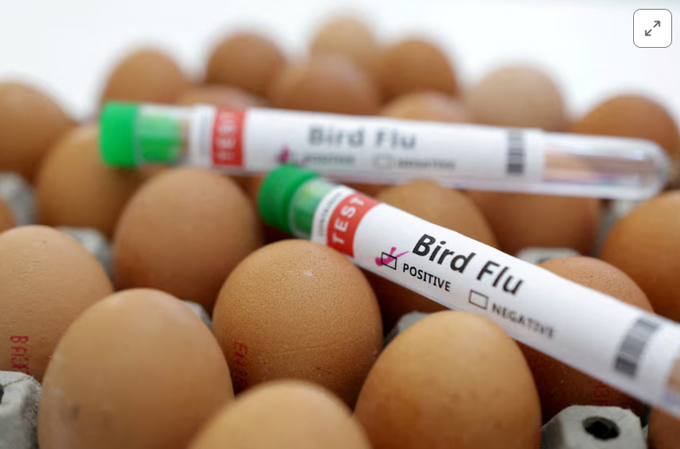 Test tubes labelled 'Bird Flu' and eggs are seen in this picture illustration, January 14, 2023.