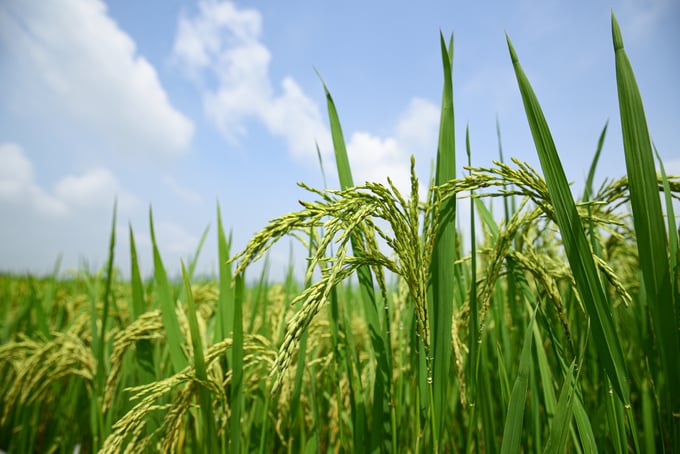 Cục Trồng trọt (Bộ NN-PTNT) khuyến cáo các địa phương phía Bắc tăng diện tích giống lúa cực ngắn ngày cho vụ hè thu. Ảnh: Tùng Đinh.