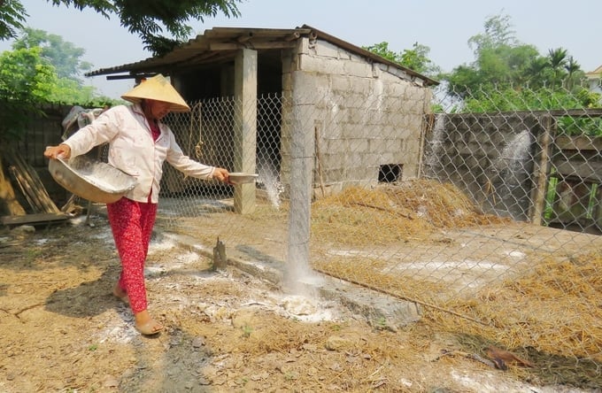 A local resident applying lime powder in the vicinity of their enclosed cattle pen area for disinfection. Photo by T. Phung.