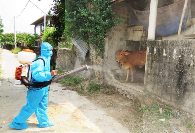 Disinfection spraying in areas with affected livestock within Hien Ninh commune. Photo: T. Phung.