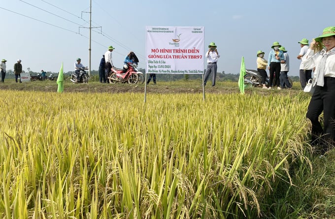 Trung tâm Dịch vụ kỹ thuật nông nghiệp huyện Krông Nô phối hợp với Hội Nông dân xã Nam Đà và Công ty TNHH ThaiBinh Seed Miền Trung - Tây Nguyên xây dựng mô hình trình diễn giống lúa TBR97 với diện tích 0,5ha tại xã Nam Đà. Ảnh: Quang Yên.