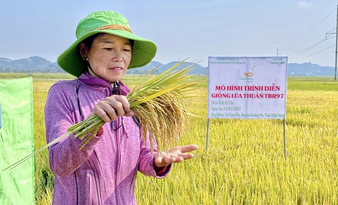 Trọng lượng hạt lúa tươi TBR97 lên đến 1,2kg/1m2 cao hơn so với những giống lúa truyền thống. Ảnh: Quang Yên.