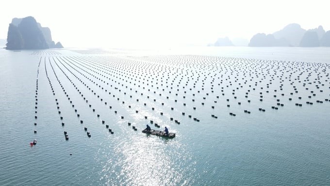 Vietnam has about 500,000 hectares of water surface that can be used for marine farming. Photo: Duy Hoc.