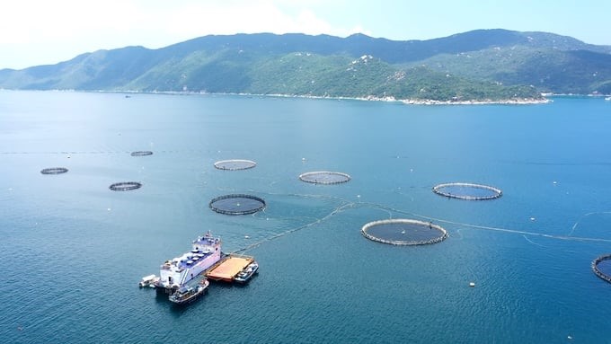 Marine farming has become a national strategic direction. Photo: Duy Hoc.