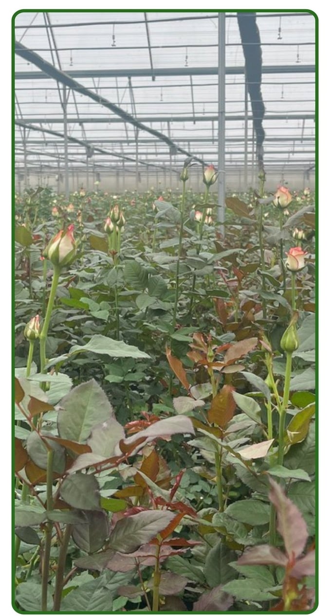 Smart agriculture in rose production.