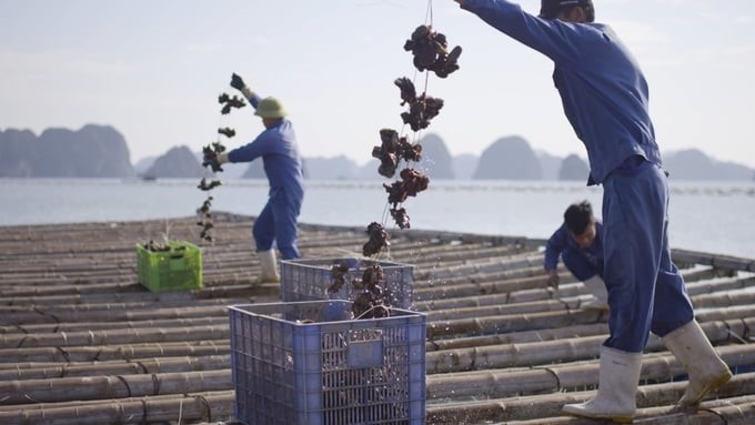 A 'bottleneck' in Vietnam's marine farming development today is the output market. Identifying farming objects and scales is still a difficult problem. Photo: Duy Hoc.