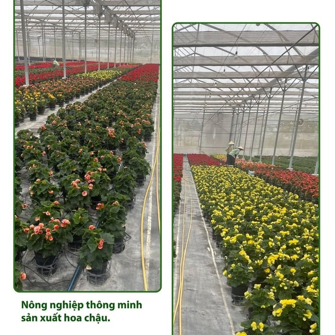 Smart agriculture in potted flower production.