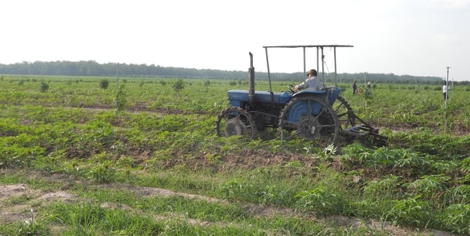 Farmers in Tay Ninh proactively apply mechanization in land preparation, and bed shaping, and combine it with organic fertilizer application to improve soil texture, making it more friable and water-saving for irrigation. Photo: Tran Trung.