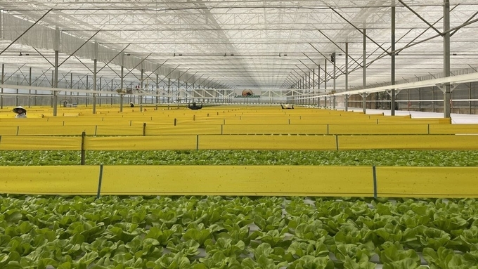 Smart and organic agricultural vegetable production.