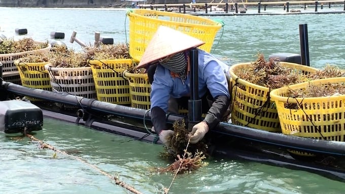In 2023, the total area of seaweed cultivation was about 16,500 hectares, yielding 150,000 tons. Photo: Duy Hoc.