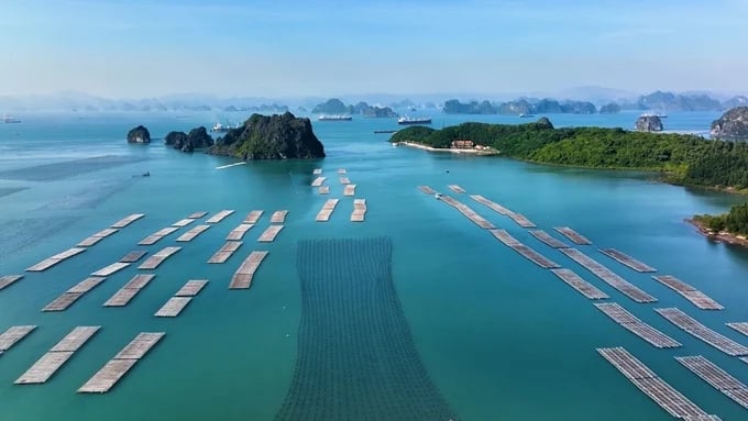 For offshore aquaculture, favourable policies are needed to encourage and attract investors. Photo: Duy Hoc.