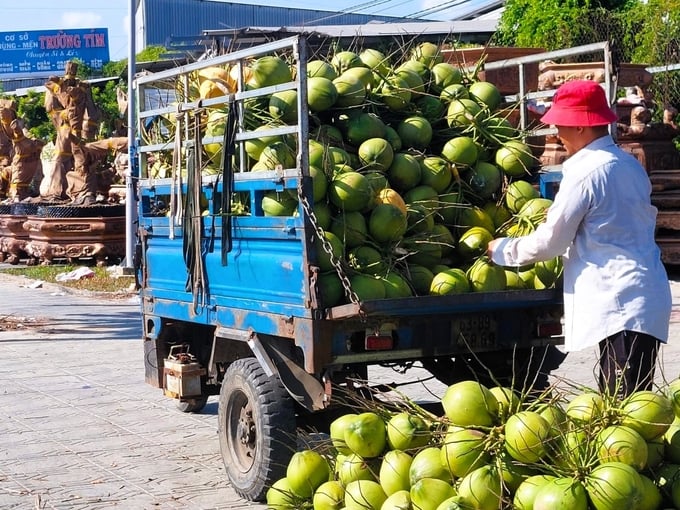 Due to prolonged hot and dry weather, although fresh coconuts are purchased at high prices, coconut output is still not enough to meet customers' demand. Photo: KT.