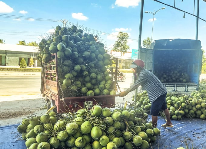Currently, Ben Tre's largest fresh coconut consumption channel is still the domestic market. The output of coconuts for export is still low compared to market demand. Photo: KT.